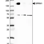 Merck Anti-SRRM1 antibody produced in rabbit