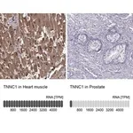 Merck Anti-TNNC1 antibody produced in rabbit