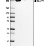 Merck Anti-SCAF11 antibody produced in rabbit