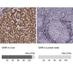 Merck Anti-GHR antibody produced in rabbit