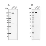 Merck Anti-NID2 antibody produced in rabbit