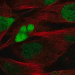 Merck Anti-SOX8 antibody produced in rabbit
