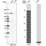 Merck Anti-PC antibody produced in rabbit