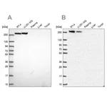 Merck Anti-CAD antibody produced in rabbit