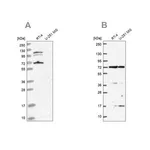 Merck Anti-ARAF antibody produced in rabbit