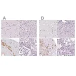 Merck Anti-POMC antibody produced in rabbit