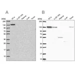 Merck Anti-CAND1 antibody produced in rabbit