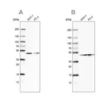 Merck Anti-NELFE antibody produced in rabbit