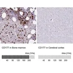 Merck Anti-CD177 antibody produced in rabbit
