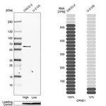 Merck Anti-CPNE1 antibody produced in rabbit