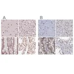 Merck Anti-SREK1 antibody produced in rabbit