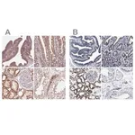 Merck Anti-HINT2 antibody produced in rabbit