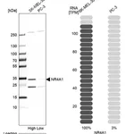 Merck Anti-NR4A1 antibody produced in rabbit