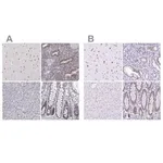 Merck Anti-HNRNPA0 antibody produced in rabbit