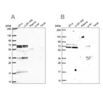 Merck Anti-GTF3C5 antibody produced in rabbit