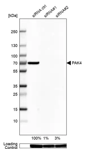 Merck Anti-PAK4 antibody produced in rabbit