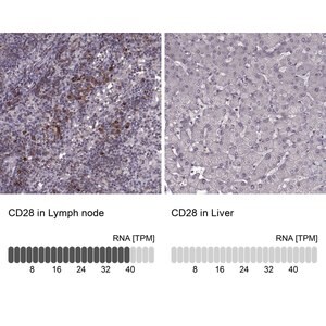 Merck Anti-CD28 antibody produced in rabbit