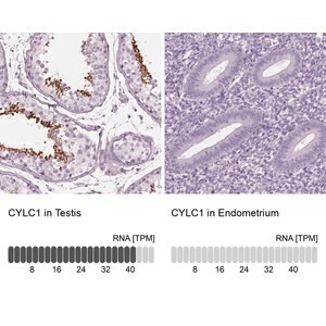 Merck Anti-CYLC1 antibody produced in rabbit