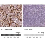 Merck Monoclonal Anti-FLT1 antibody produced in mouse
