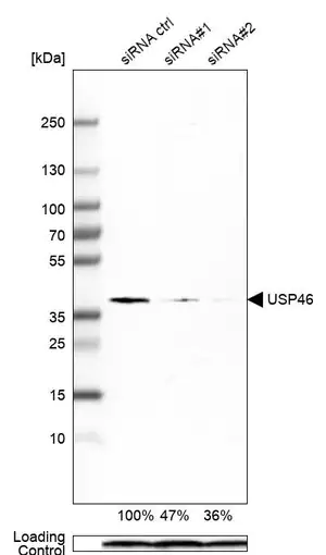 Merck Monoclonal Anti-USP46 antibody produced in mouse