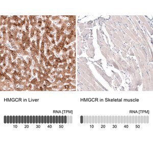 Merck Monoclonal Anti-HMGCR antibody produced in mouse