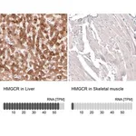 Merck Monoclonal Anti-HMGCR antibody produced in mouse