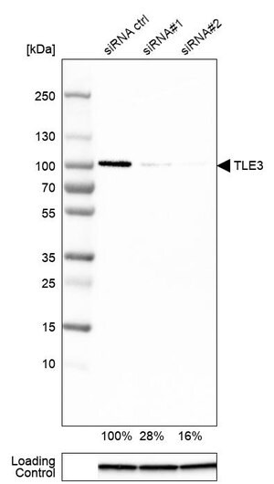 Merck Monoclonal Anti-TLE3 antibody produced in mouse