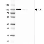 Merck Monoclonal Anti-TLE3 antibody produced in mouse