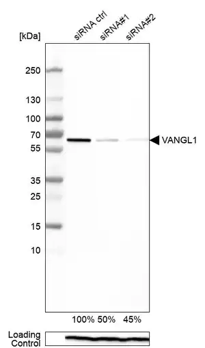 Merck Monoclonal Anti-VANGL1 antibody produced in mouse