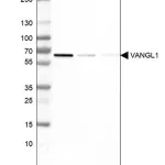 Merck Monoclonal Anti-VANGL1 antibody produced in mouse