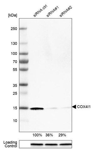 Merck Monoclonal Anti-COX4I1 antibody produced in mouse