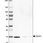 Merck Monoclonal Anti-COX4I1 antibody produced in mouse