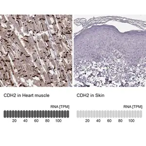 Merck Monoclonal Anti-CDH2 antibody produced in mouse