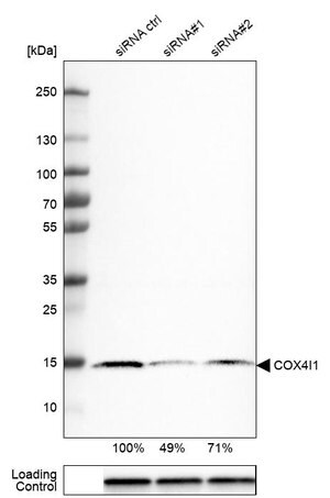 Merck Monoclonal Anti-COX4I1 antibody produced in mouse