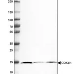 Merck Monoclonal Anti-COX4I1 antibody produced in mouse