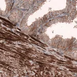 Merck Monoclonal Anti-ACTB antibody produced in mouse