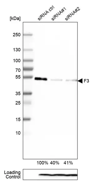 Merck Monoclonal Anti-F3 antibody produced in mouse
