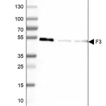 Merck Monoclonal Anti-F3 antibody produced in mouse