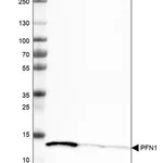 Merck Monoclonal Anti-PFN1 antibody produced in mouse