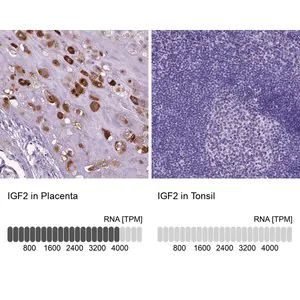 Merck Anti-IGF2 antibody produced in rabbit