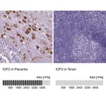 Merck Anti-IGF2 antibody produced in rabbit
