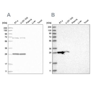 Merck Anti-MRPL10 antibody produced in rabbit