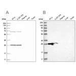 Merck Anti-MRPL10 antibody produced in rabbit