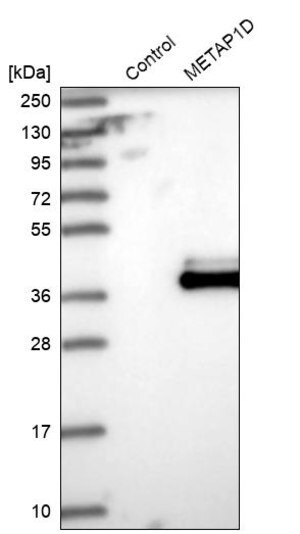 Merck Anti-METAP1D antibody produced in rabbit