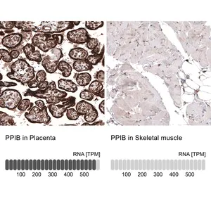 Merck Monoclonal Anti-PPIB antibody produced in mouse