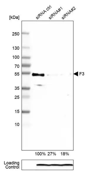 Merck Monoclonal Anti-F3 antibody produced in mouse