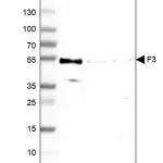 Merck Monoclonal Anti-F3 antibody produced in mouse