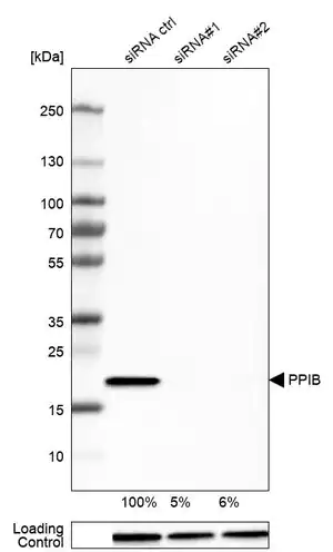 Merck Monoclonal Anti-PPIB antibody produced in mouse