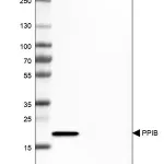 Merck Monoclonal Anti-PPIB antibody produced in mouse