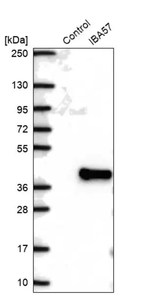 Merck Anti-IBA57 antibody produced in rabbit